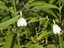 Rhinacanthus nasutus flower10.jpg
